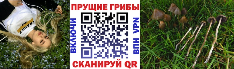 Купить закладки  Алупка  Галлюциногенные грибы прущие грибы 
